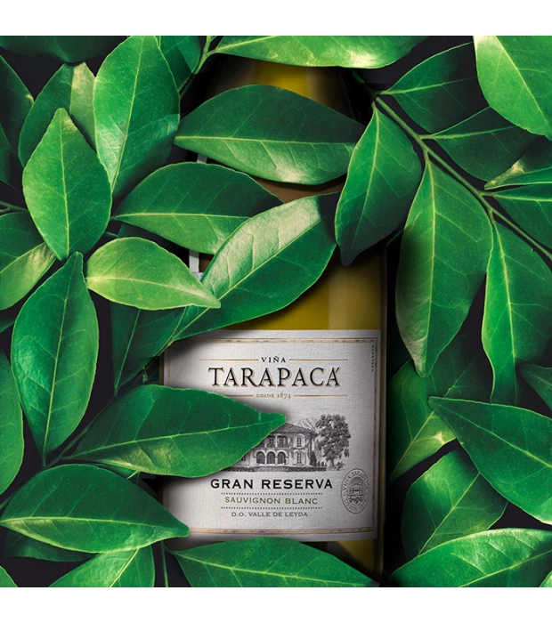 Вино Tarapaca Gran Reserva Sauvignon Blanc белое сухое 0,75л 13,9% купить